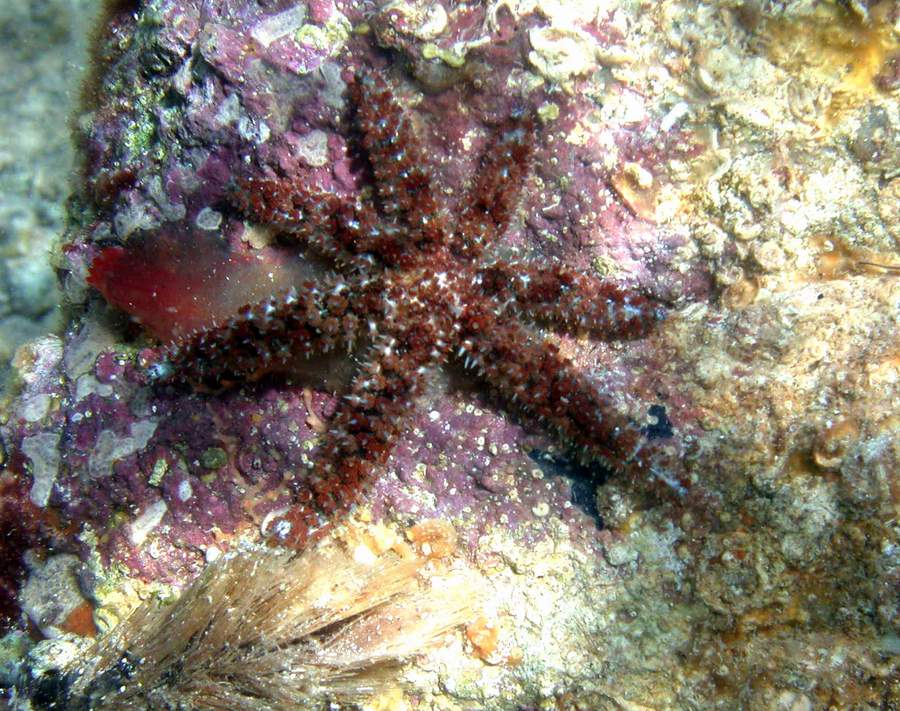 Coscinasterias tenuispina (Lamarck, 1816)